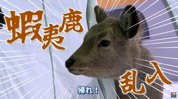 乱入してきたシカ