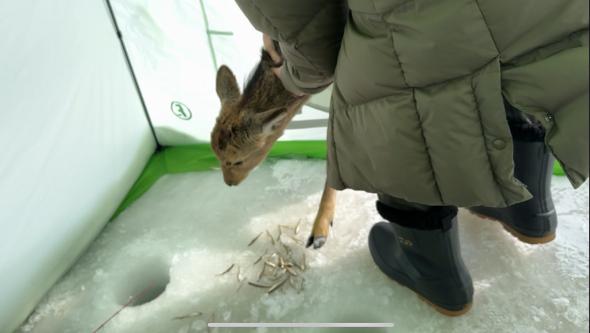 ワカサギを見つめる鹿