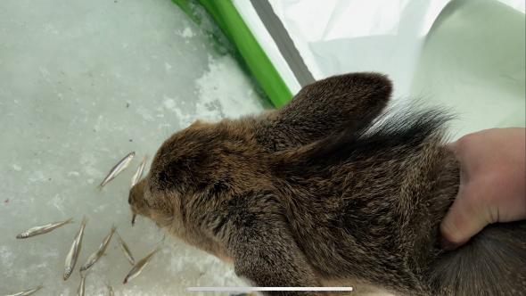 ワカサギを食べる鹿