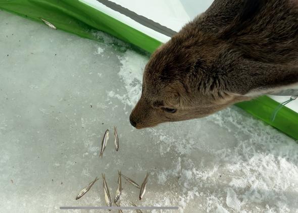 寂しそうな目をする鹿