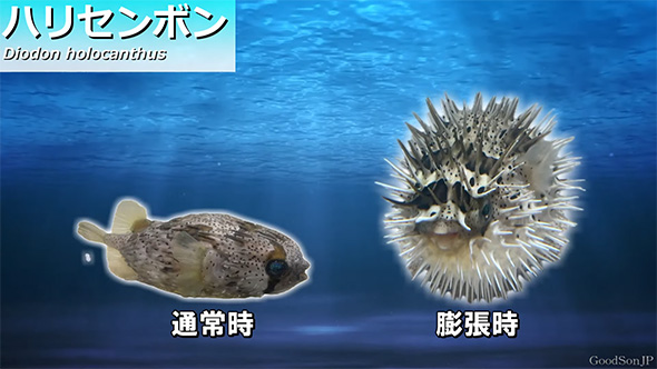 おすすめ