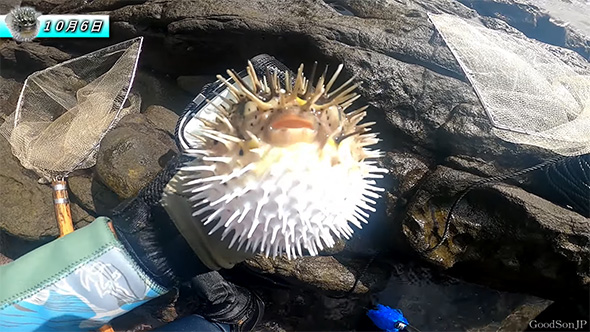 膨らむハリセンボン