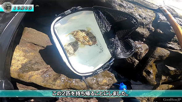 2匹を持ち帰ることに