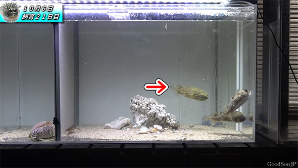 ハリセンボンに赤い矢印