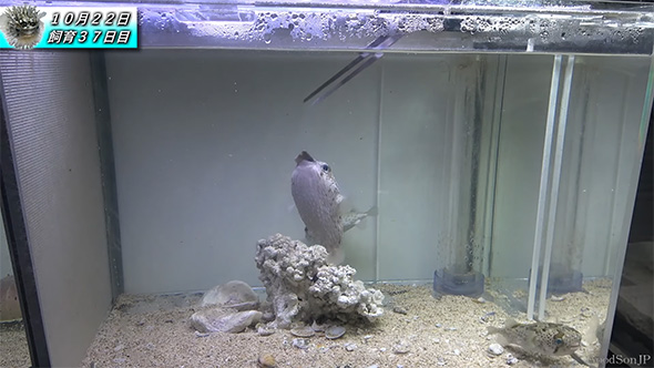 サンマの切り身を食べるハリセンボン