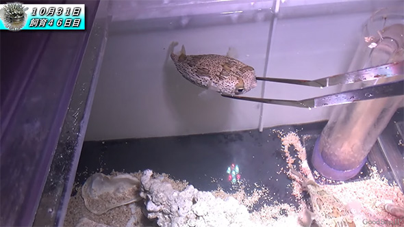 ハリセンボンをピンセットで抑える