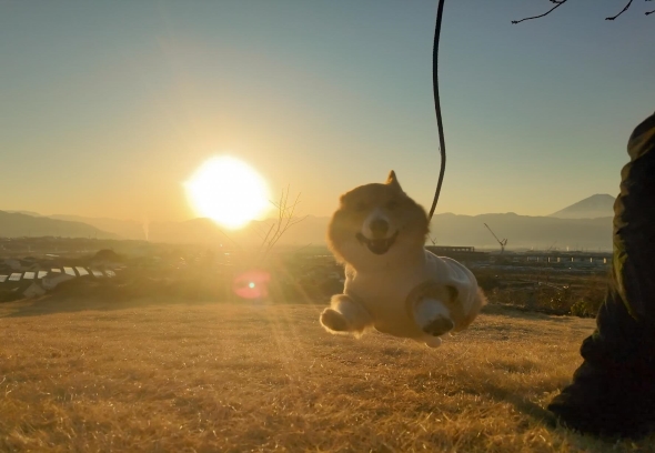 日の出をバックに愛犬を撮った奇跡の1枚