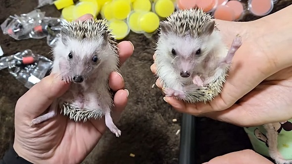 ハリネズミ