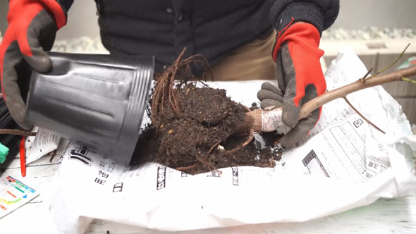 桃の苗 植え付け 剪定 幹の切り戻し 家庭菜園