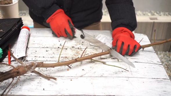 桃の苗 植え付け 剪定 幹の切り戻し 家庭菜園