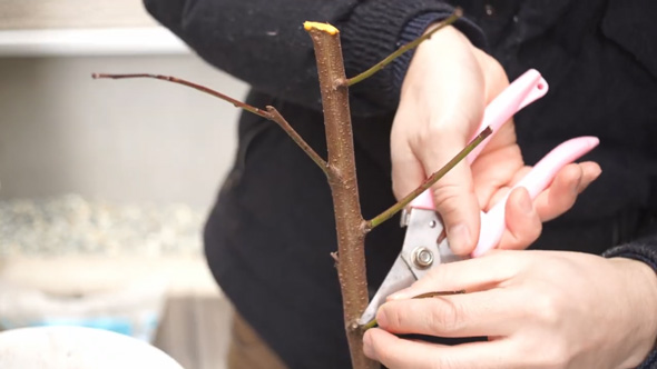 桃の苗 植え付け 剪定 幹の切り戻し 家庭菜園