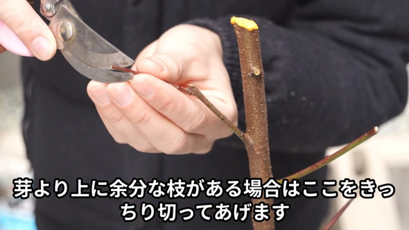 桃の苗 植え付け 剪定 幹の切り戻し 家庭菜園