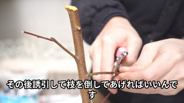 桃の苗 植え付け 剪定 幹の切り戻し 家庭菜園