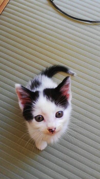 見上げる姿がかわいい子猫時代のシチくん