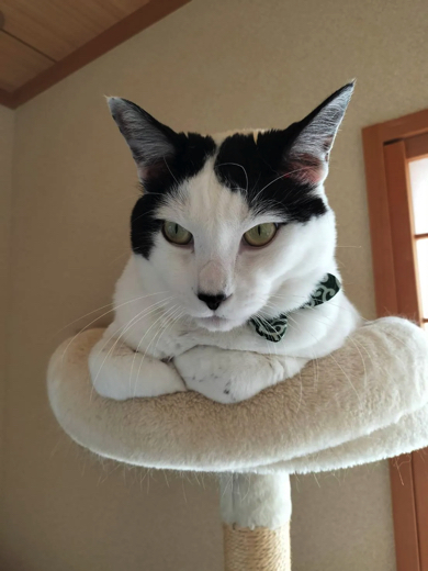 ワイルドな猫さんへ成長したシチくん