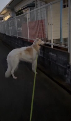 愛犬の見る先に…