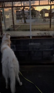 愛犬の見る先に…