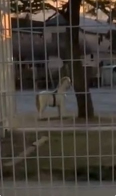 愛犬の見る先に…