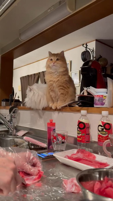 マグロを見る猫