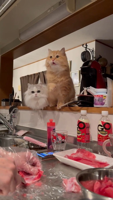 聞いてほしそうな猫