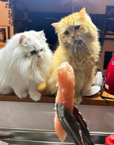 ササミを見る猫