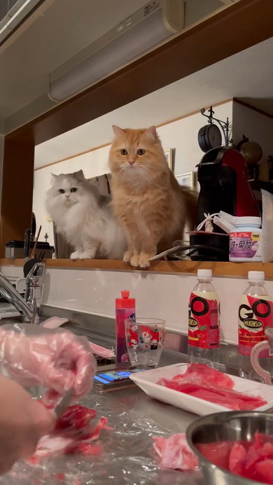 マグロを見る猫