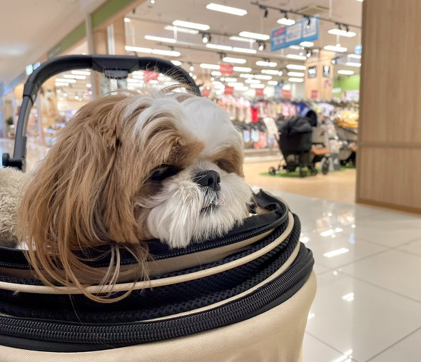 カートに乗った犬