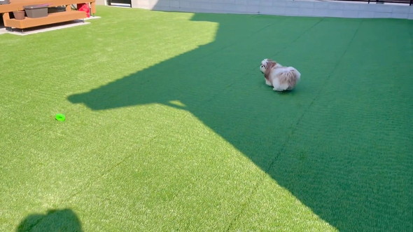 オモチャを見る犬