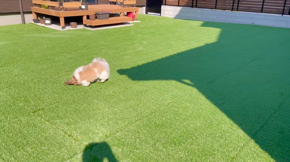 オモチャに跳びつく犬