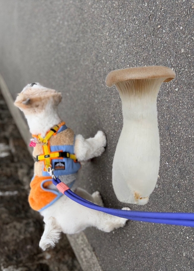 エリンギに似てる犬