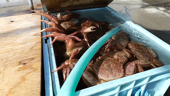 たくさんのケガニ