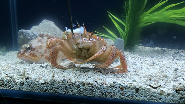 ケガニとカサゴ