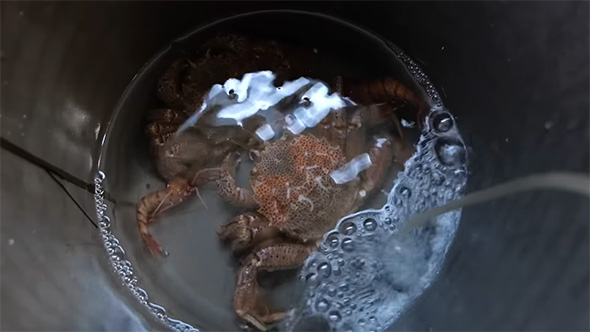 水合わせ中のケガニ2匹
