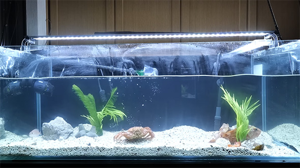 1匹目のケガニを投入