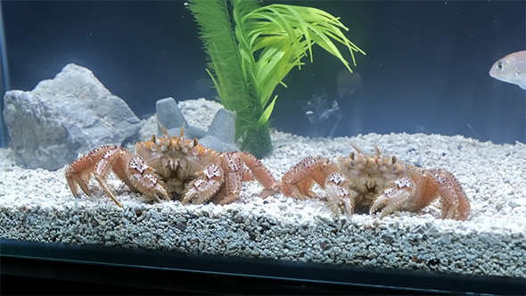 横に並ぶケガニ