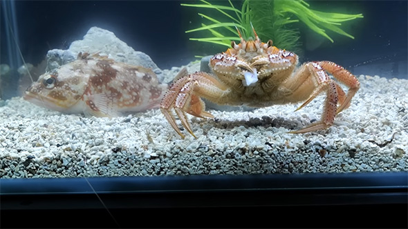 イカの切り身を食べるケガニ