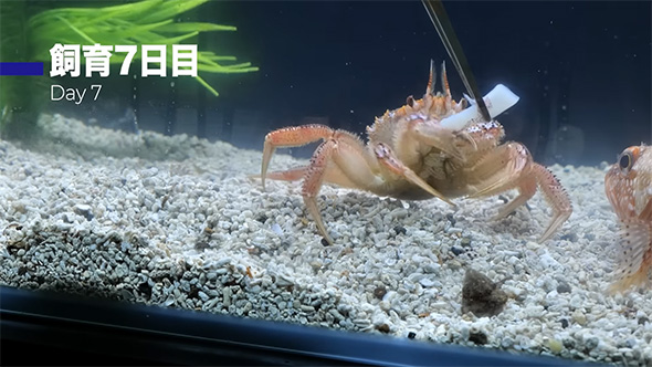 ピンセットでつまんだイカの切り身とケガニ