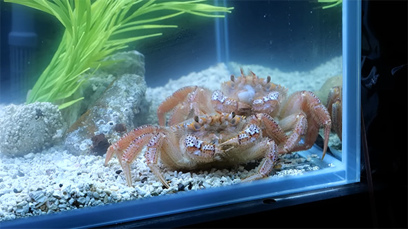 2匹でイカの切り身を食べるケガニ