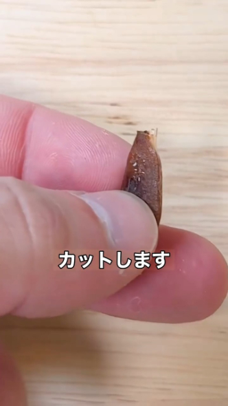 種をカット