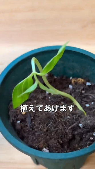 苗をポットに移し替える