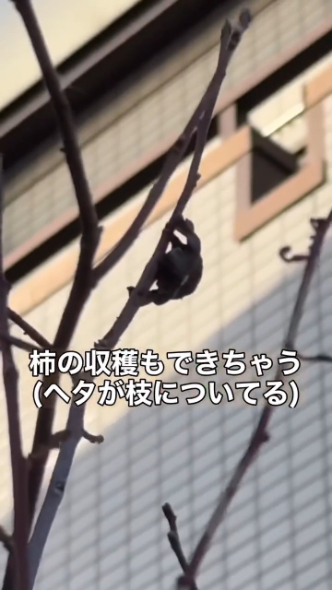 木の枝には柿のヘタの部分が