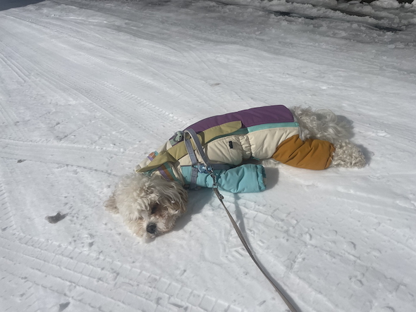 帰宅拒否するもうふくん