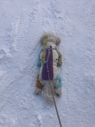 帰宅拒否するもうふくん