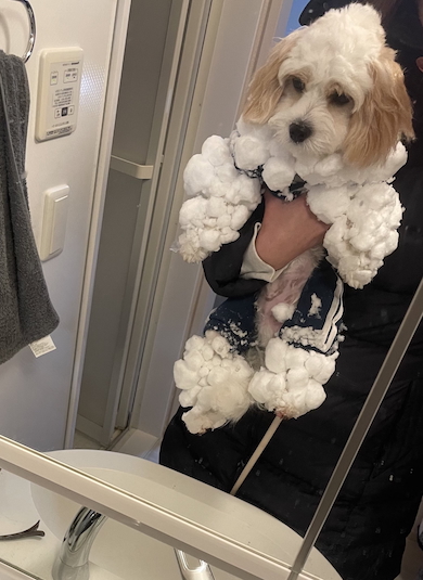 雪玉を足につけたもうふくん