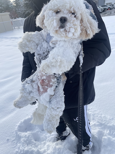 顔が雪だらけになったもうふくん