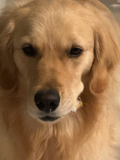 悪い顔をするワンコ