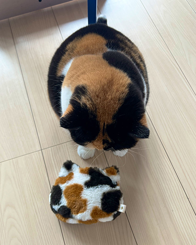 ポーチにそっくりな猫ちゃん