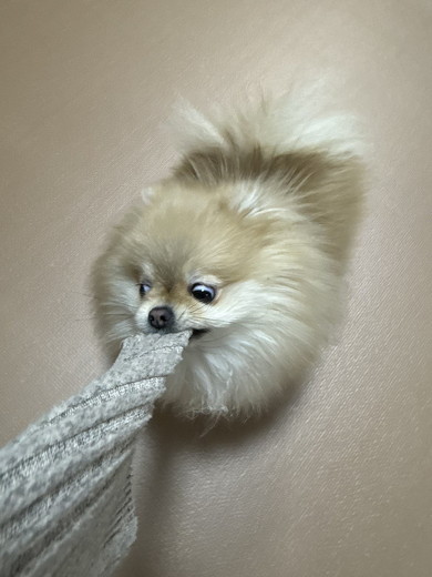 服を引っ張る犬