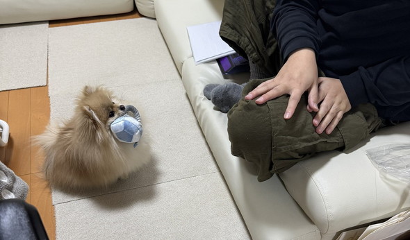 オモチャをくわえた犬