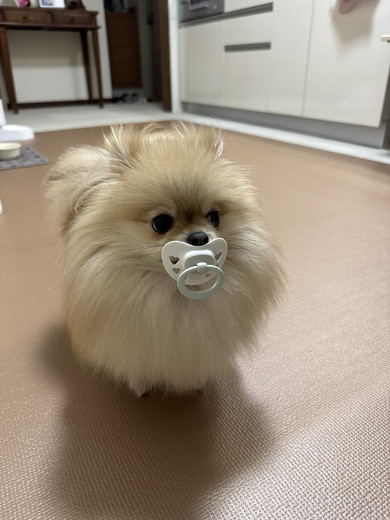 オモチャをくわえた犬